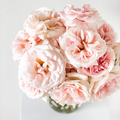 Rose - Francis Meilland