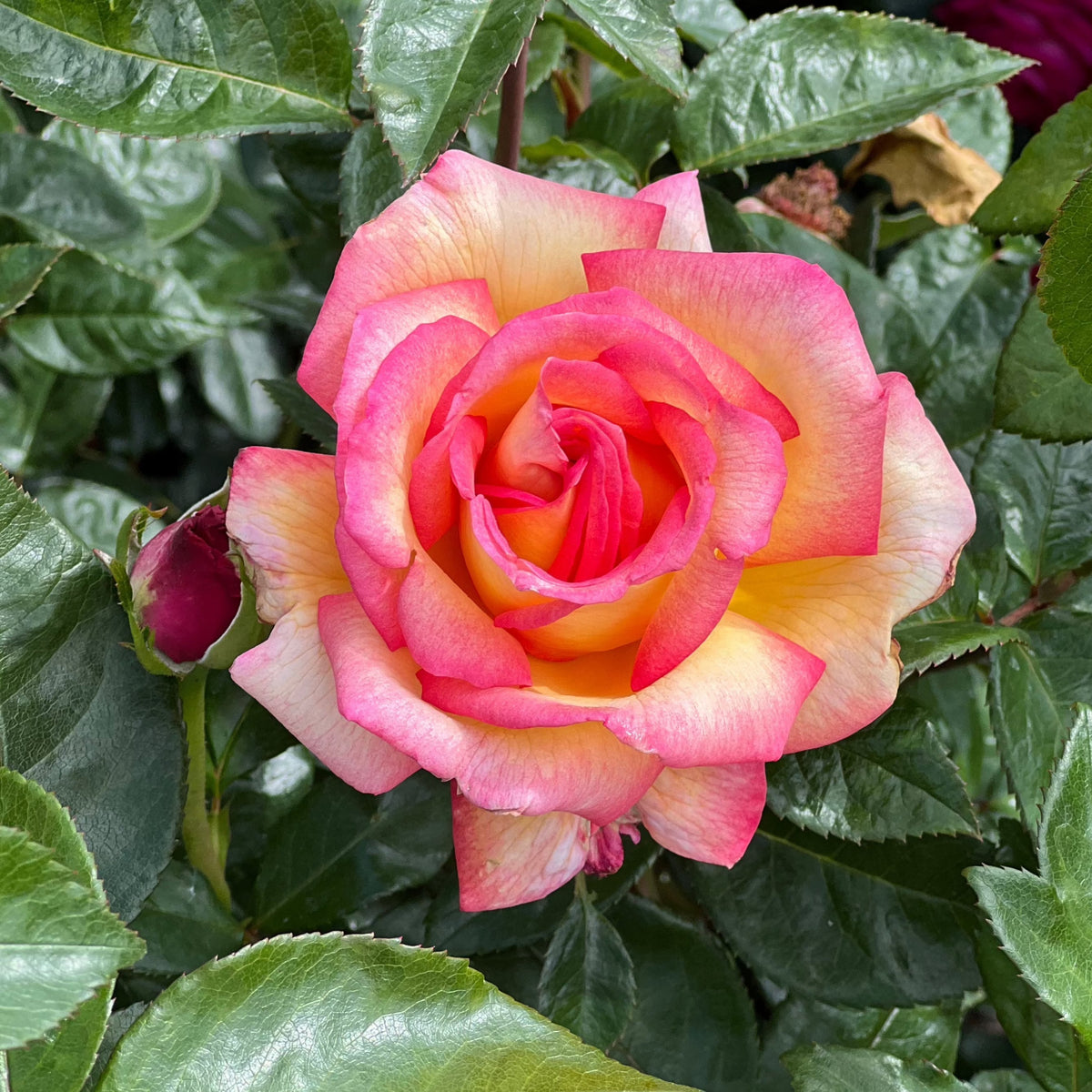 Rose - Sheila's Perfume