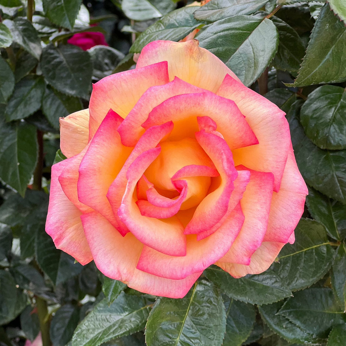 Rose - Sheila's Perfume