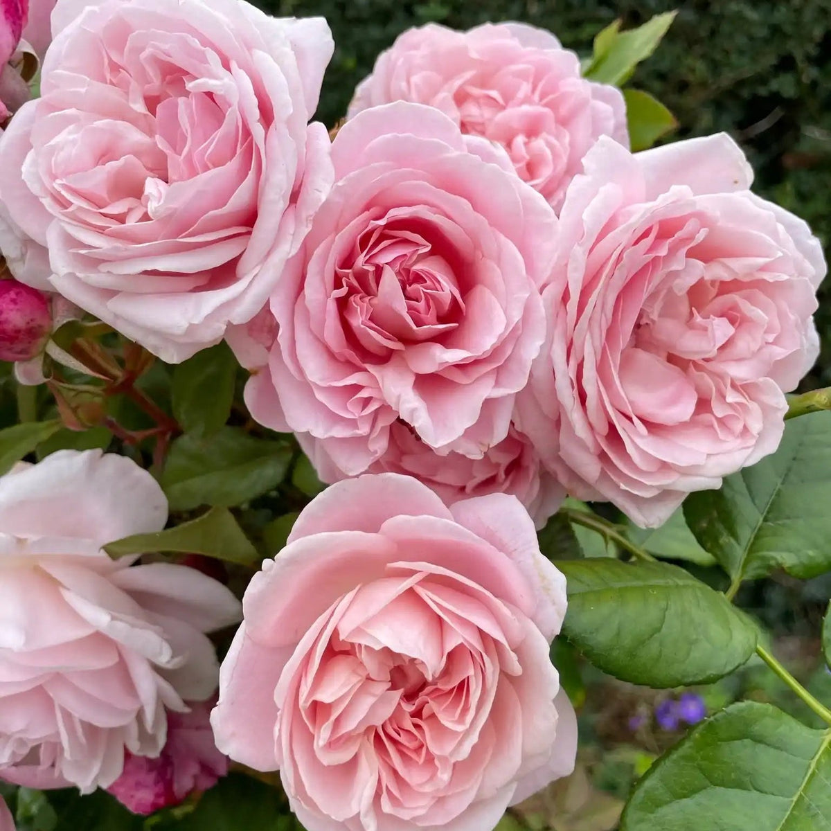 Rose - Winner Takes It All
