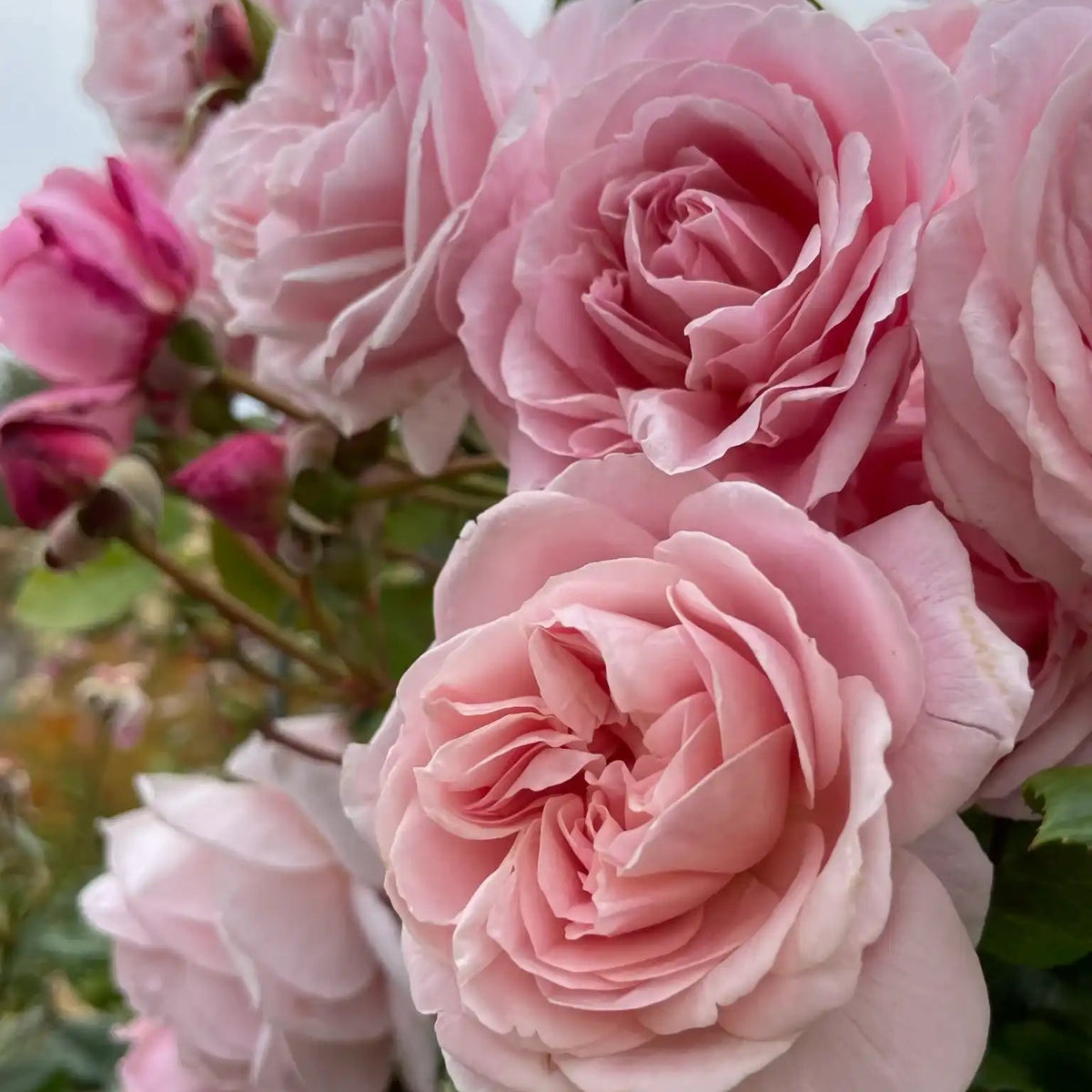 Rose - Winner Takes It All