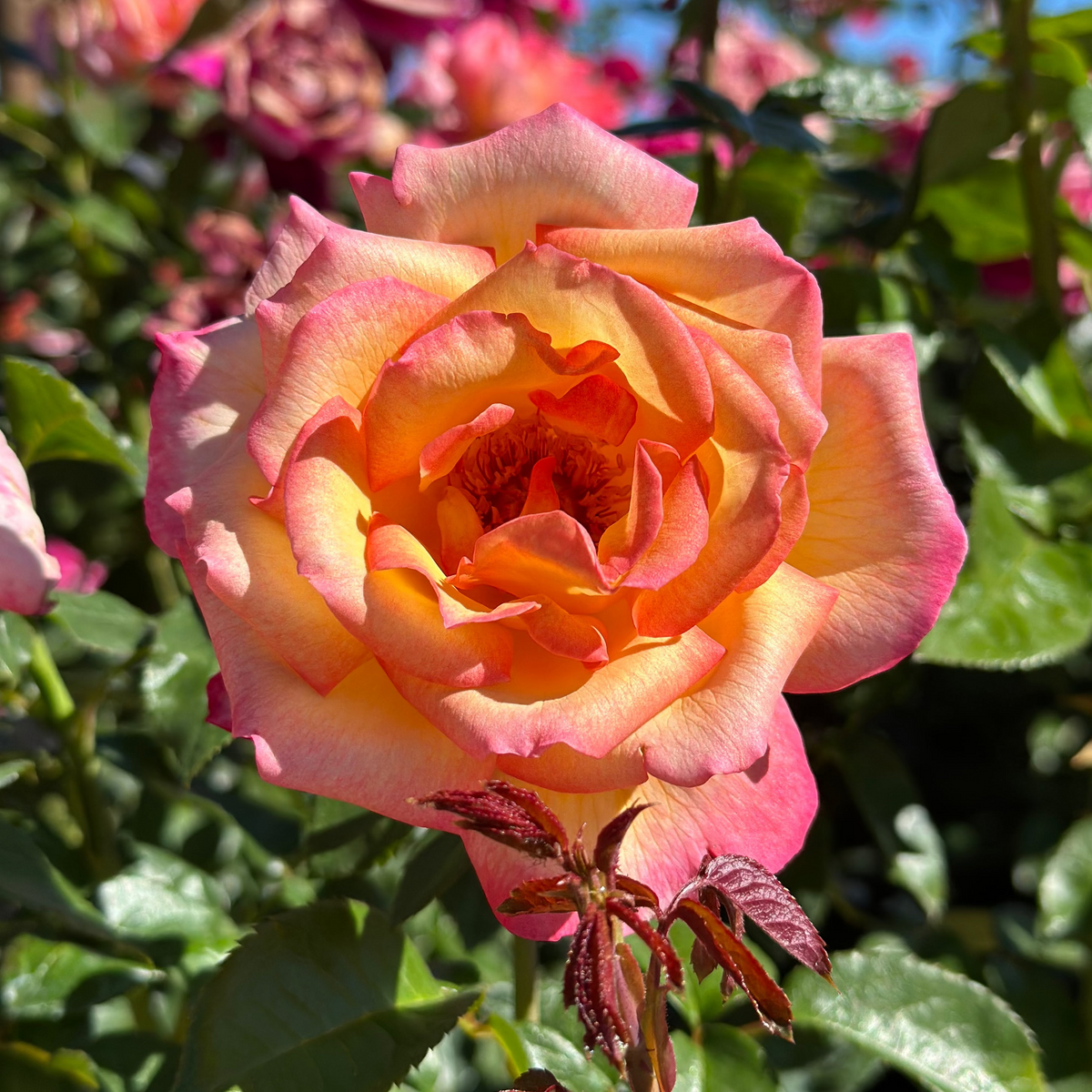 Rose - Sheila's Perfume