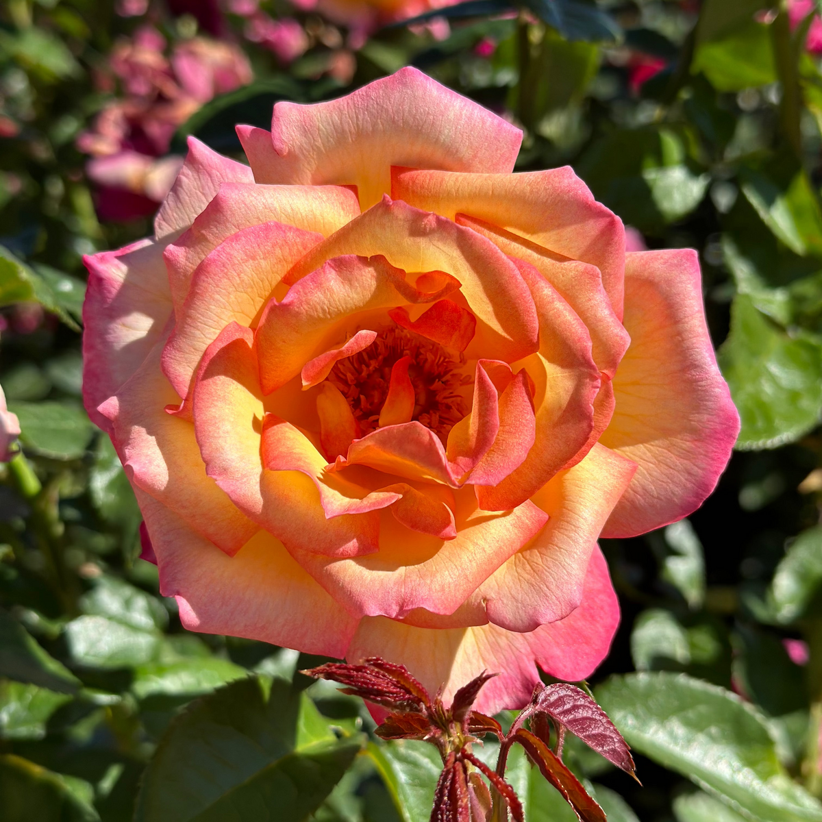 Rose - Sheila's Perfume
