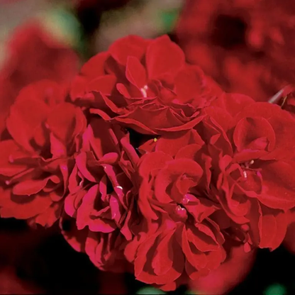 Rose - Sunblaze Red