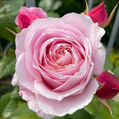 Rose - Winner Takes It All