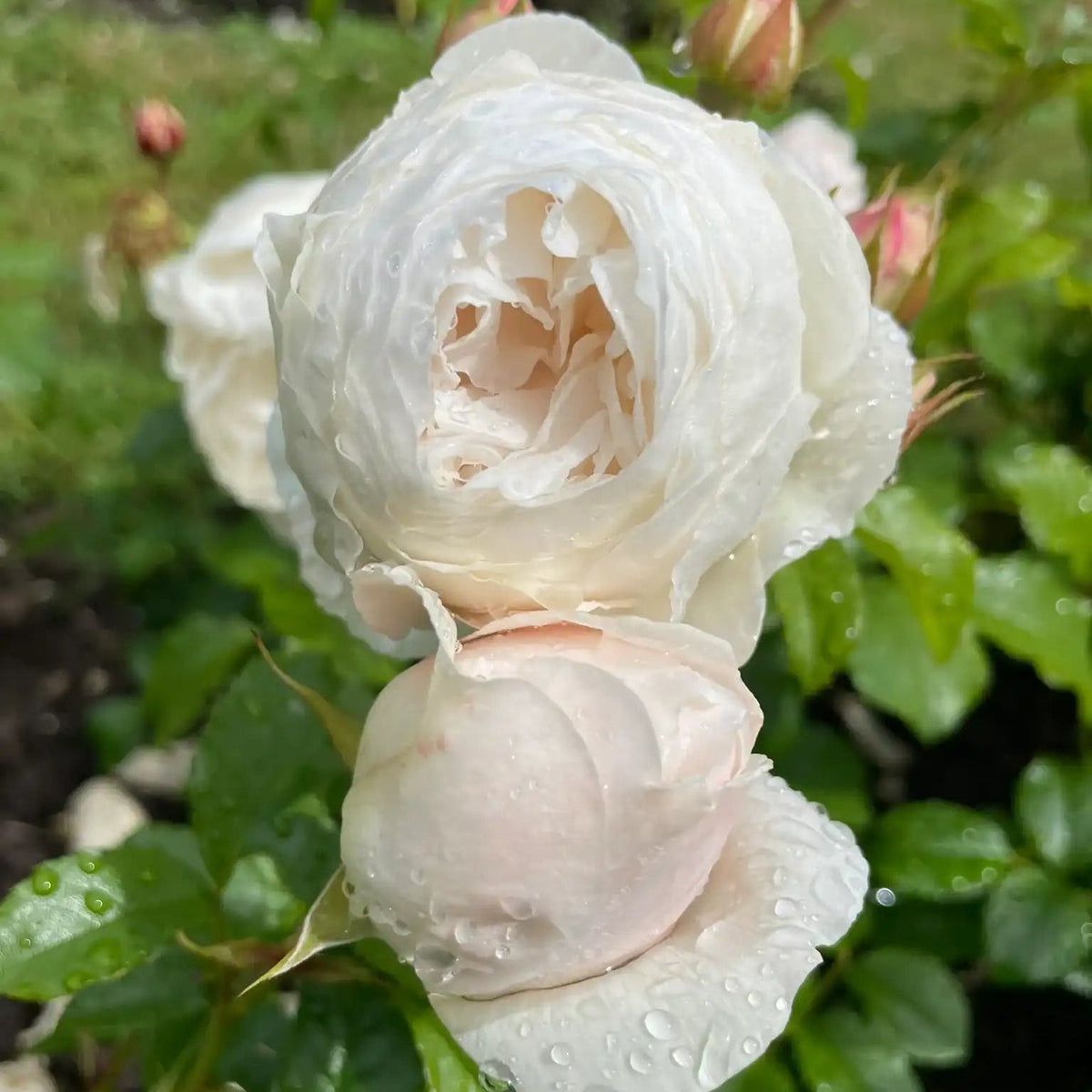 Rose - Royal Viking