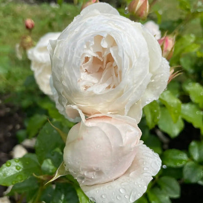 Rose - Royal Viking