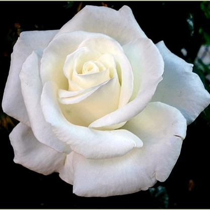 Rose - Queen Mary 2