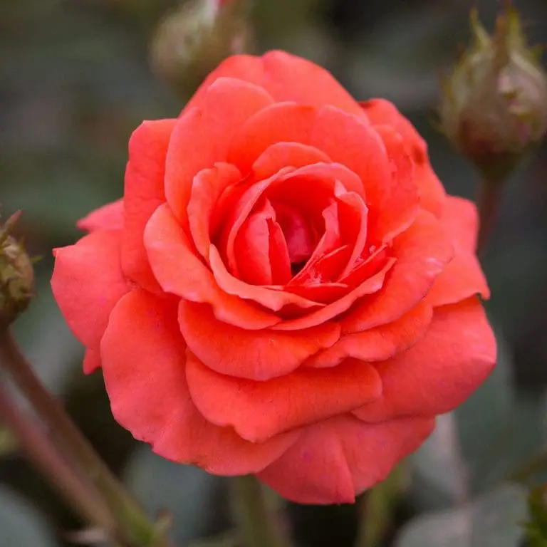 Rose - Sunblaze Salmon