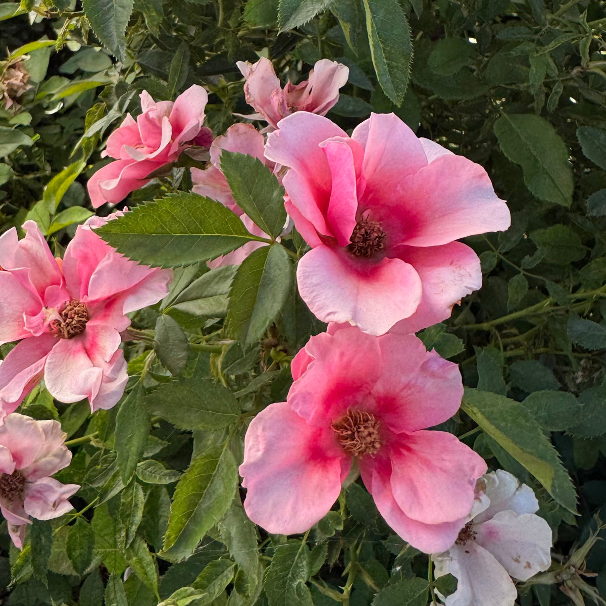 Rose - Maestro Babylon Eyes