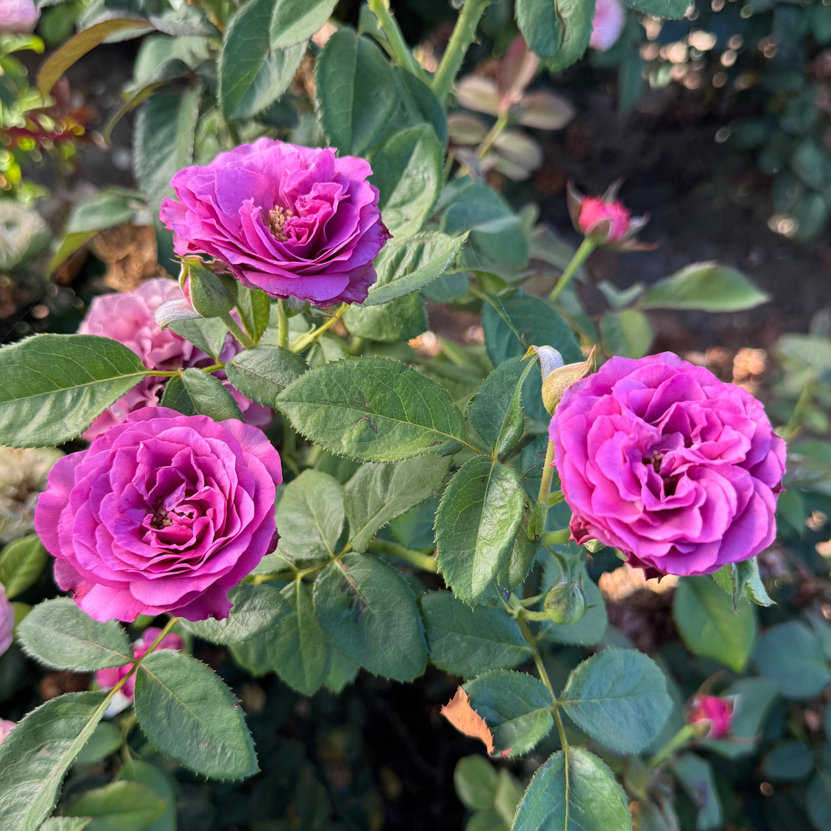 Rose - Navy