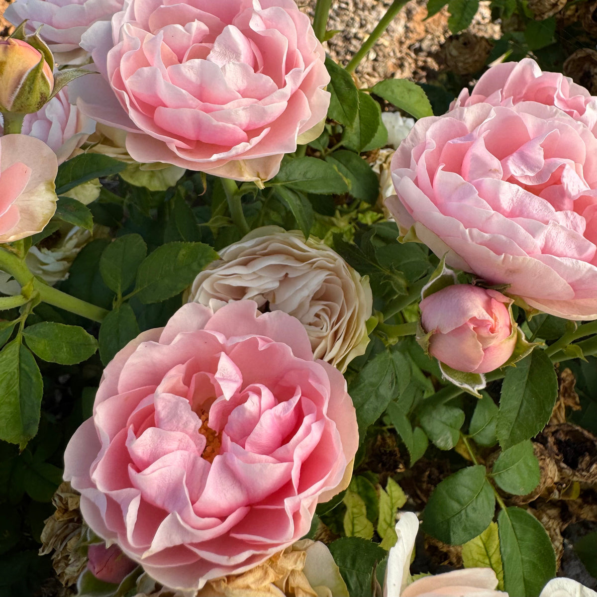 Rose - Cap d'Antibes