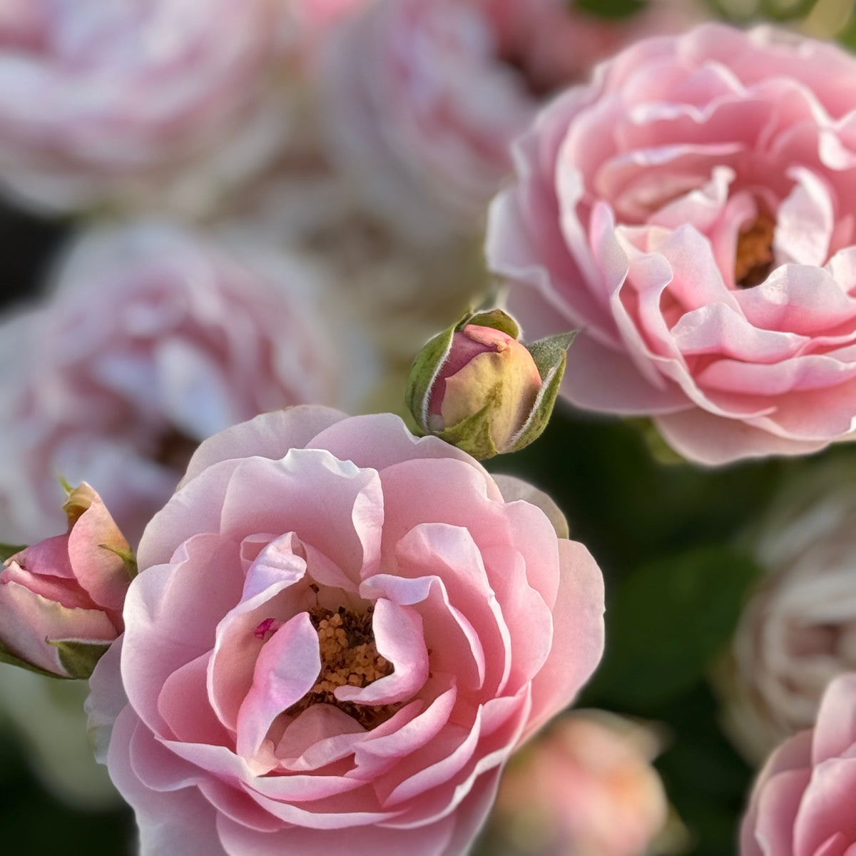 Rose - Cap d'Antibes