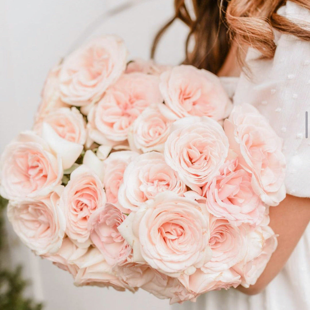 Rose - Francis Meilland