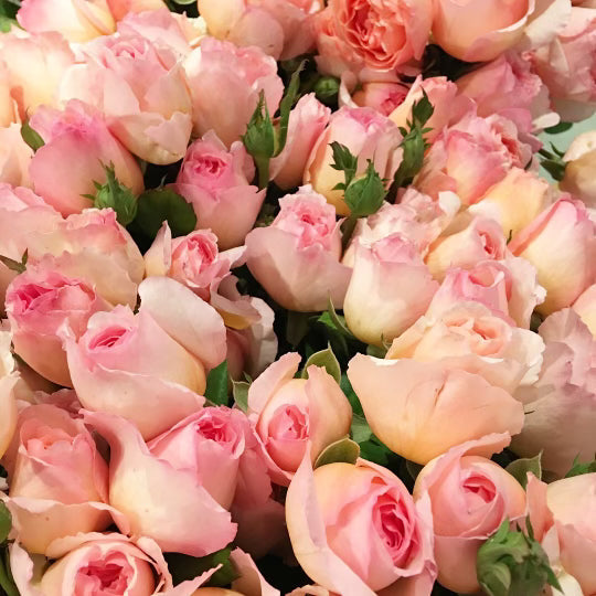 Rose - Princesse Charlene de Monaco