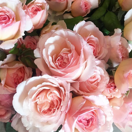 Rose - Princesse Charlene de Monaco