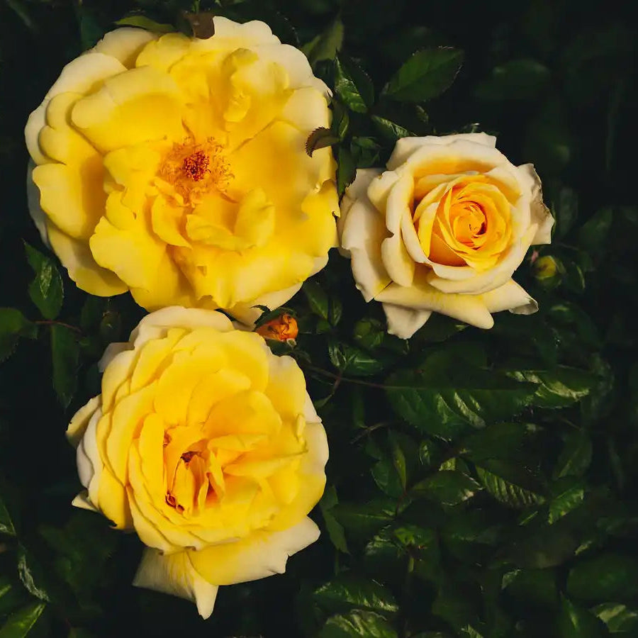 Rose - Holiday Island "Rarotonga"