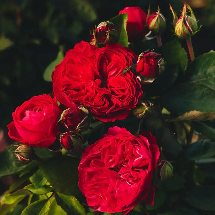 Rose - Sandringham