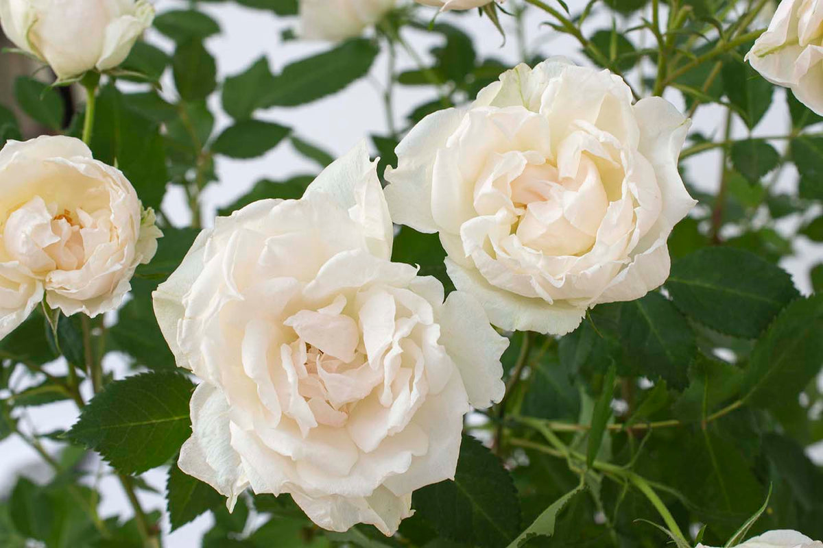 Rose - Icecap