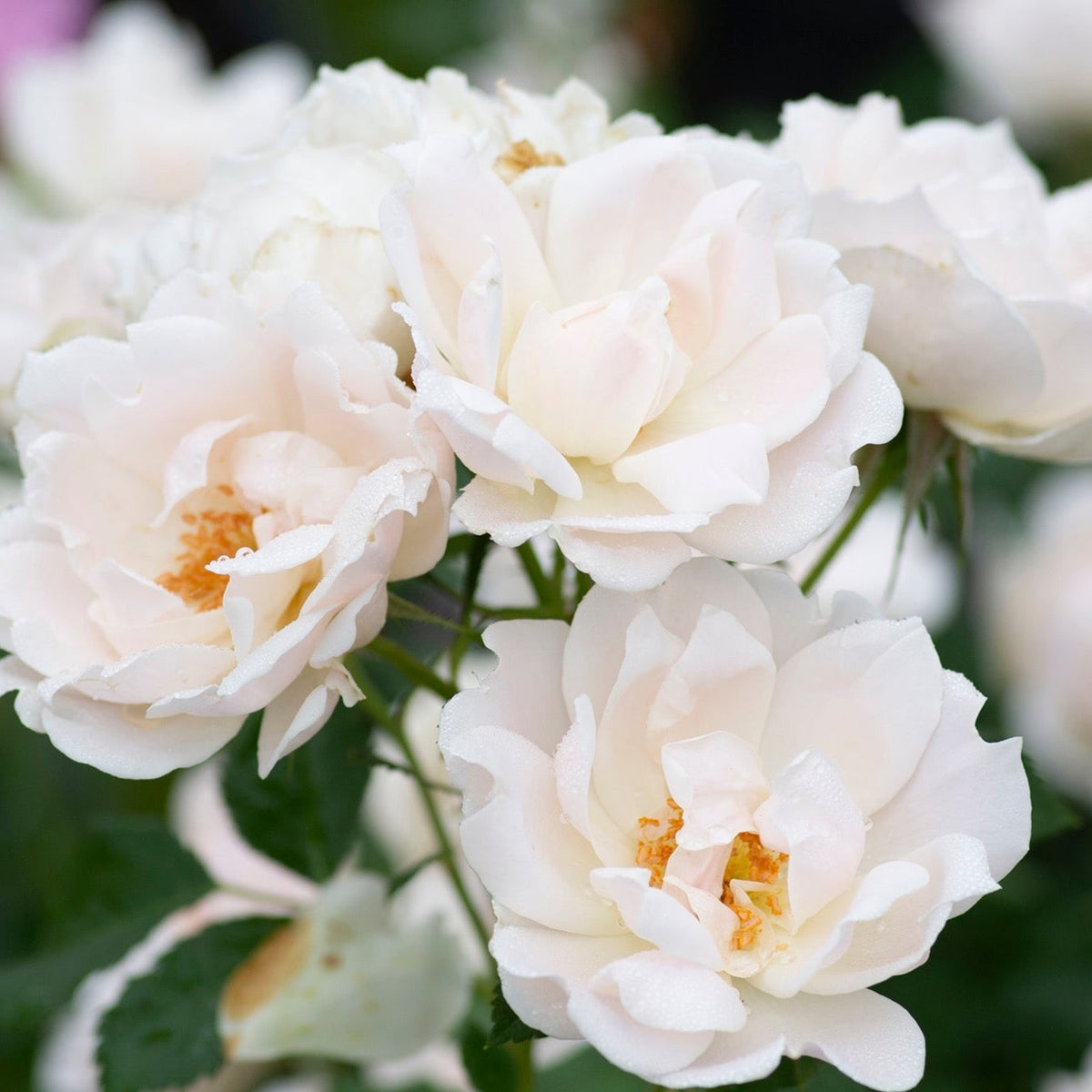 Rose - Icecap