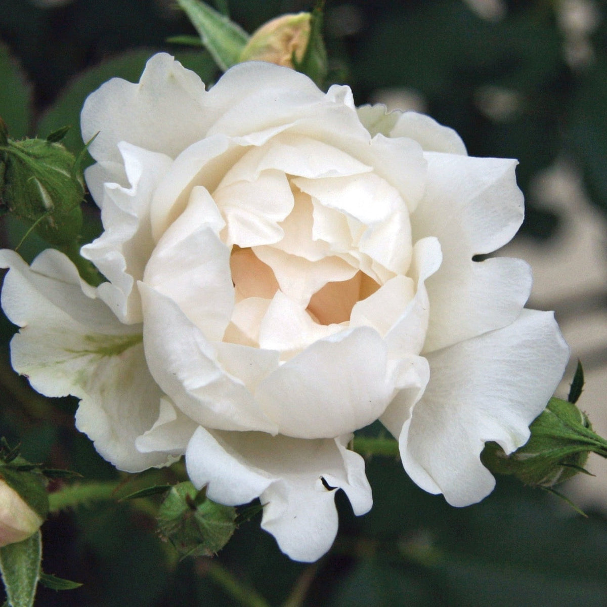 Rose - Icecap