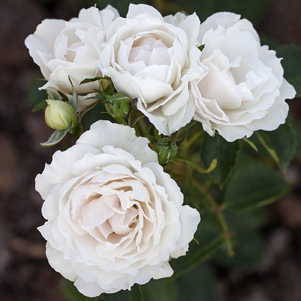Rose - Icecap