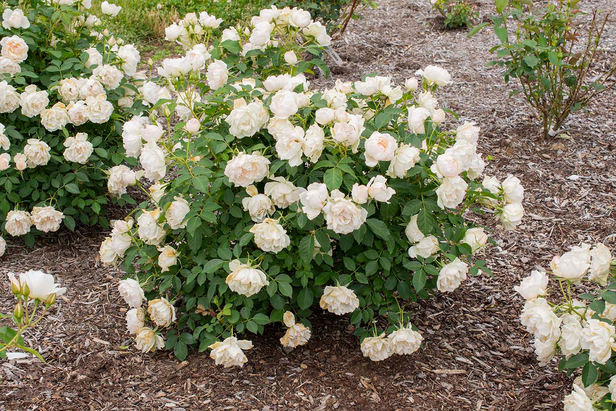 Rose - Icecap