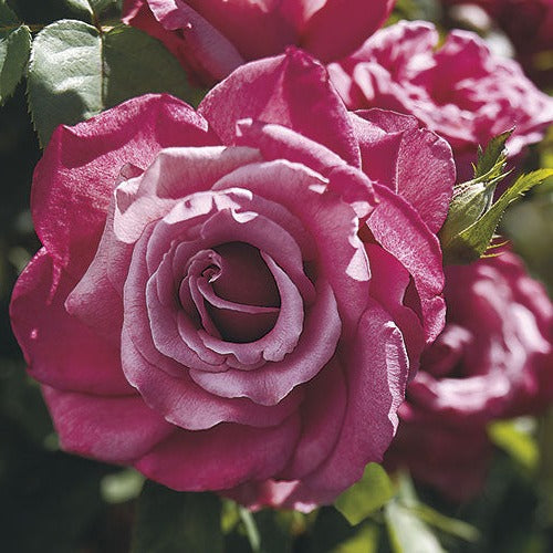Rose - Heirloom