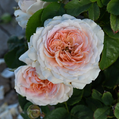 Rose - J'adore