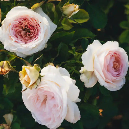 Rose - J'adore