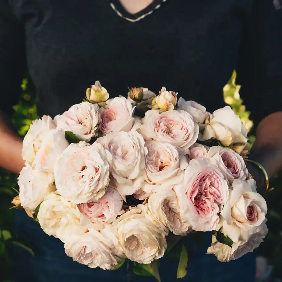 Rose - J'adore