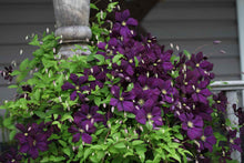 Load image into Gallery viewer, Clematis - Jackmanii
