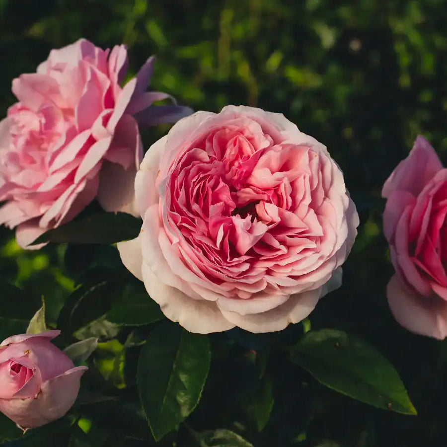Rose - Jardin Couture