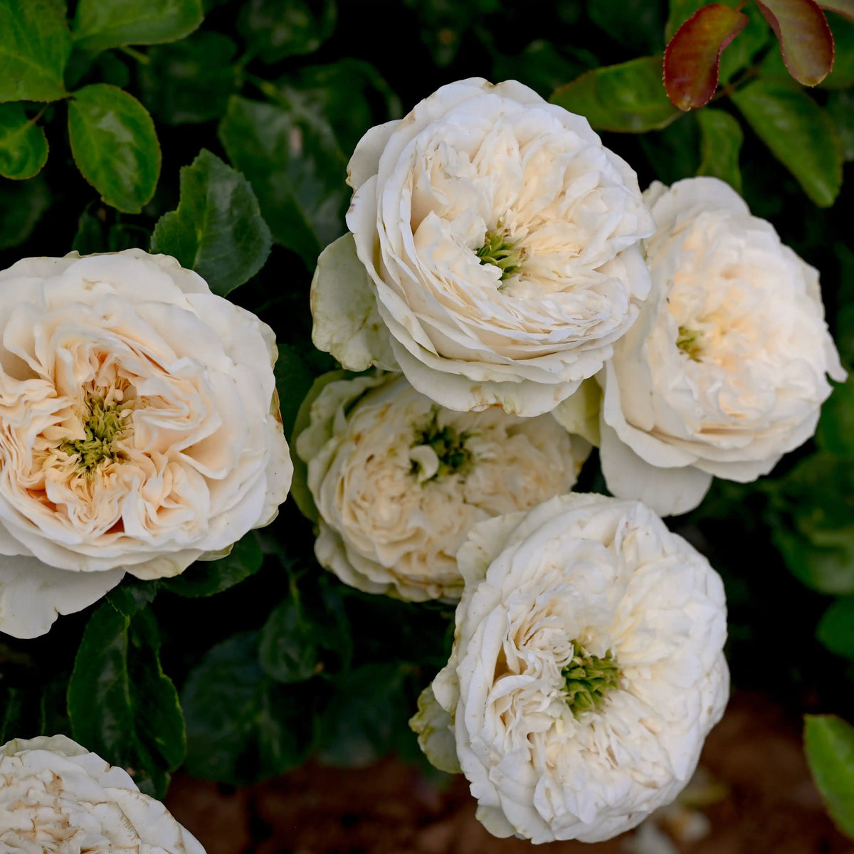 Rose - Jillian