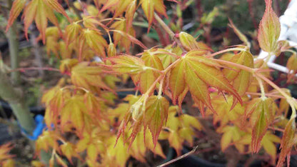 Japanese Maple - ‘Katsura’