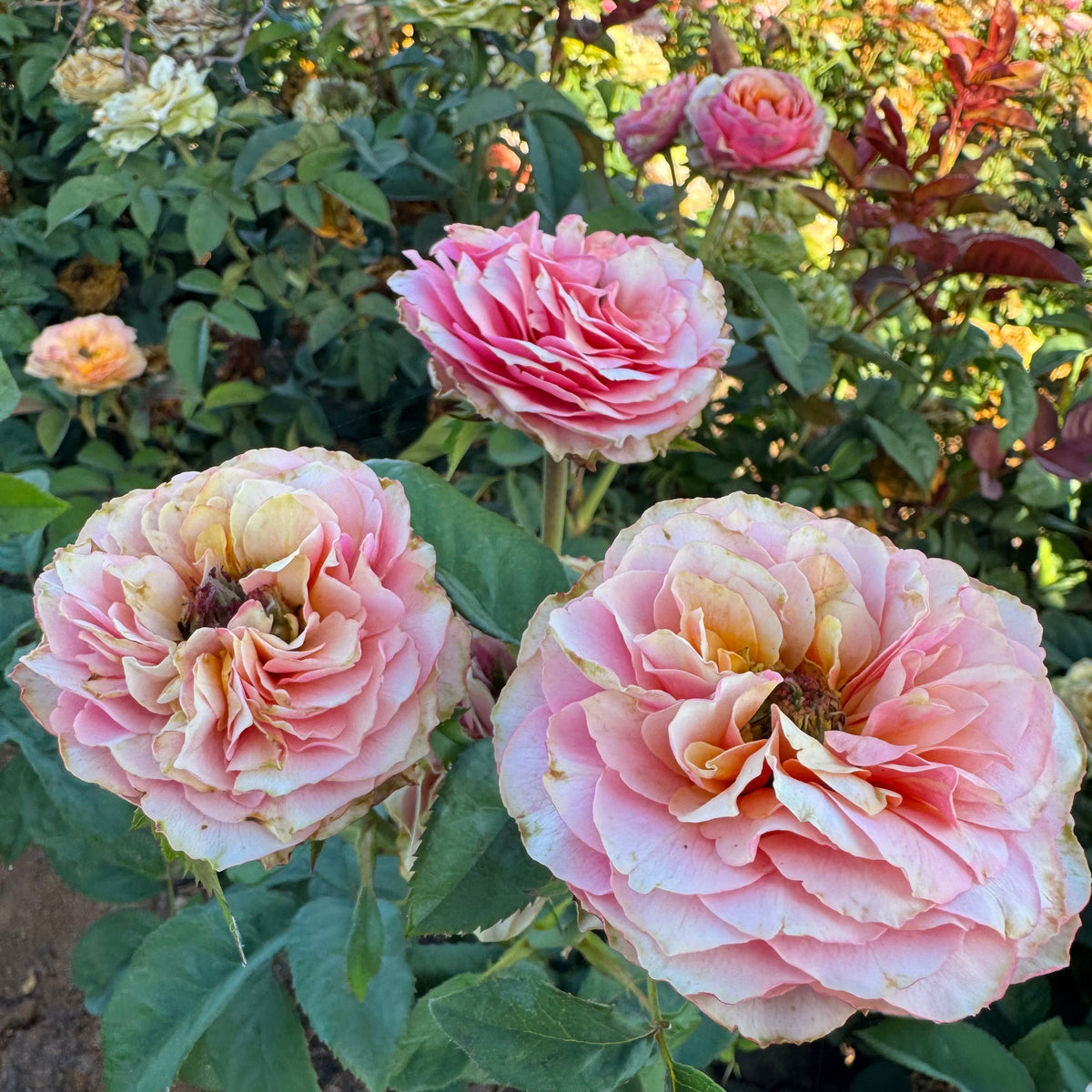 Rose - Kensington Gardens!
