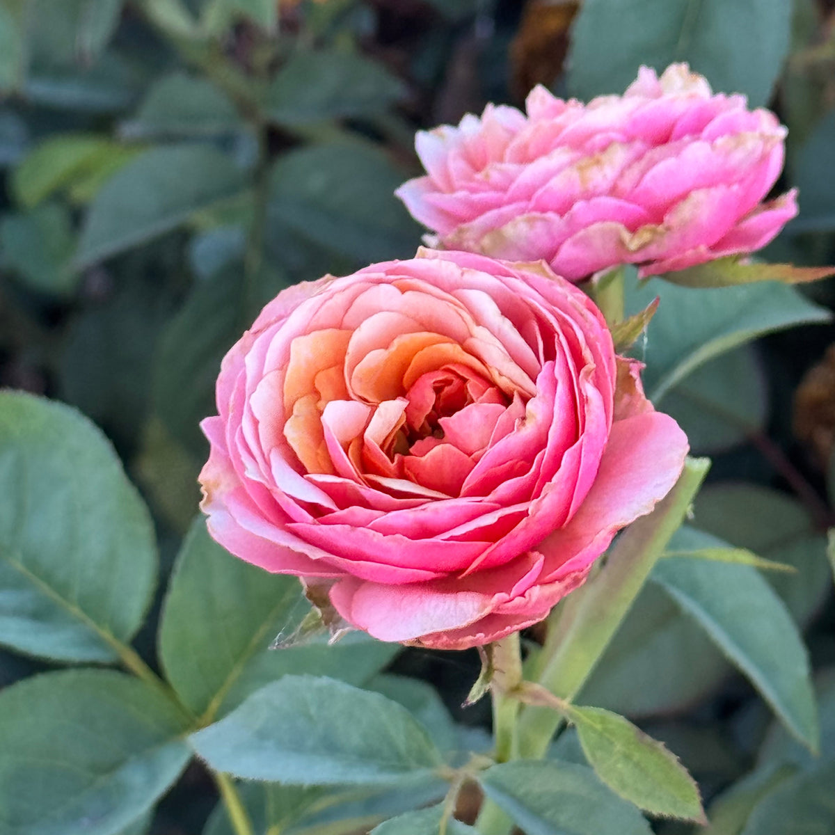 Rose - Kensington Gardens!
