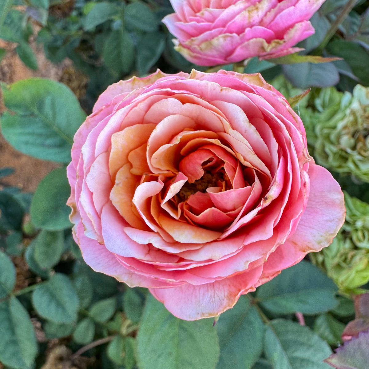 Rose - Kensington Gardens!