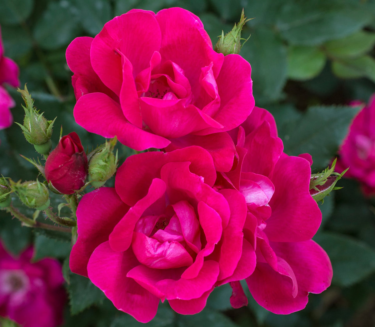 Rose - Knock Out