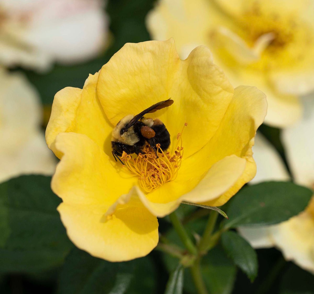 Rose - Easy Bee-zy Knock Out