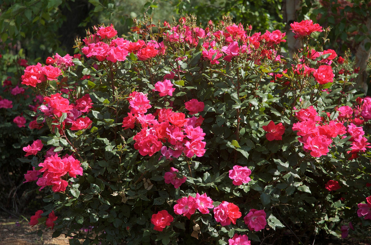 Rose - Knock Out