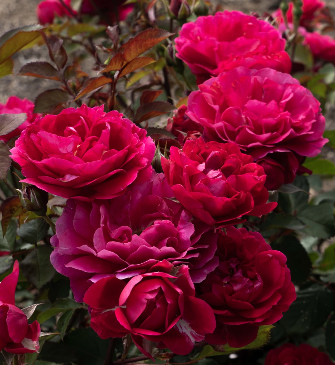 Rose - Triple Knock Out