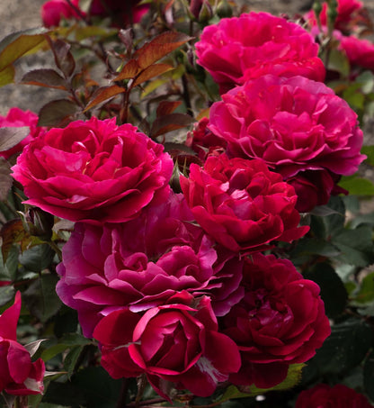 Rose - Triple Knock Out