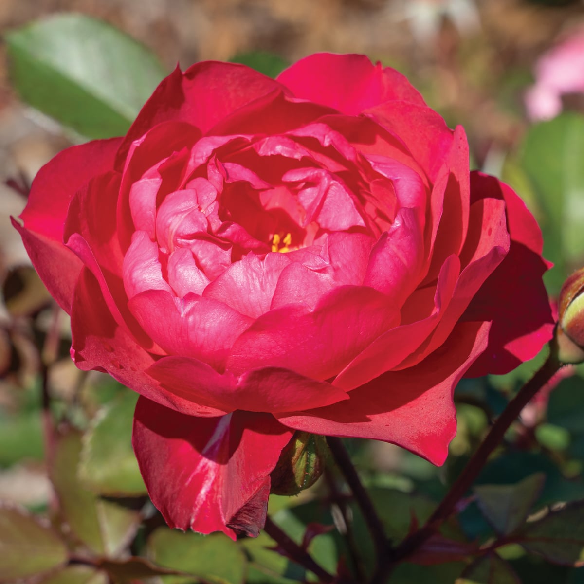 Rose - Triple Knock Out