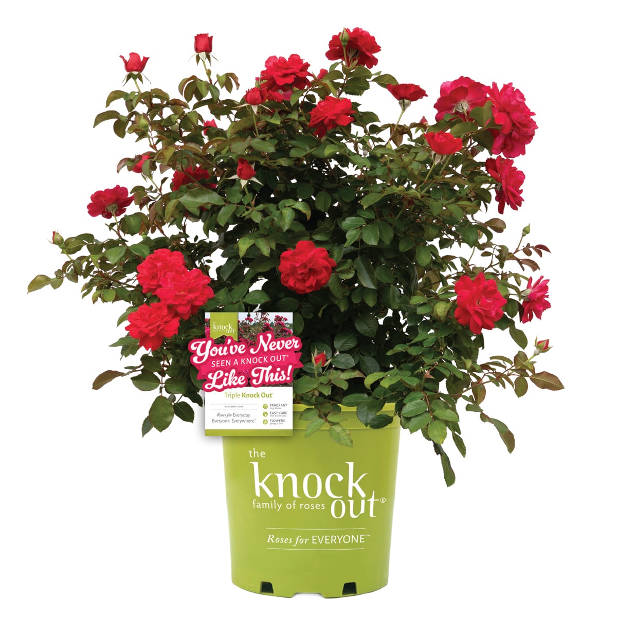 Rose - Triple Knock Out