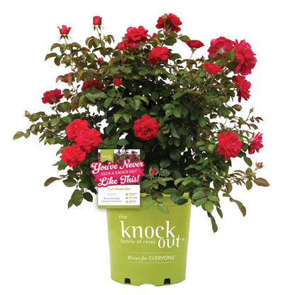 Rose - Triple Knock Out