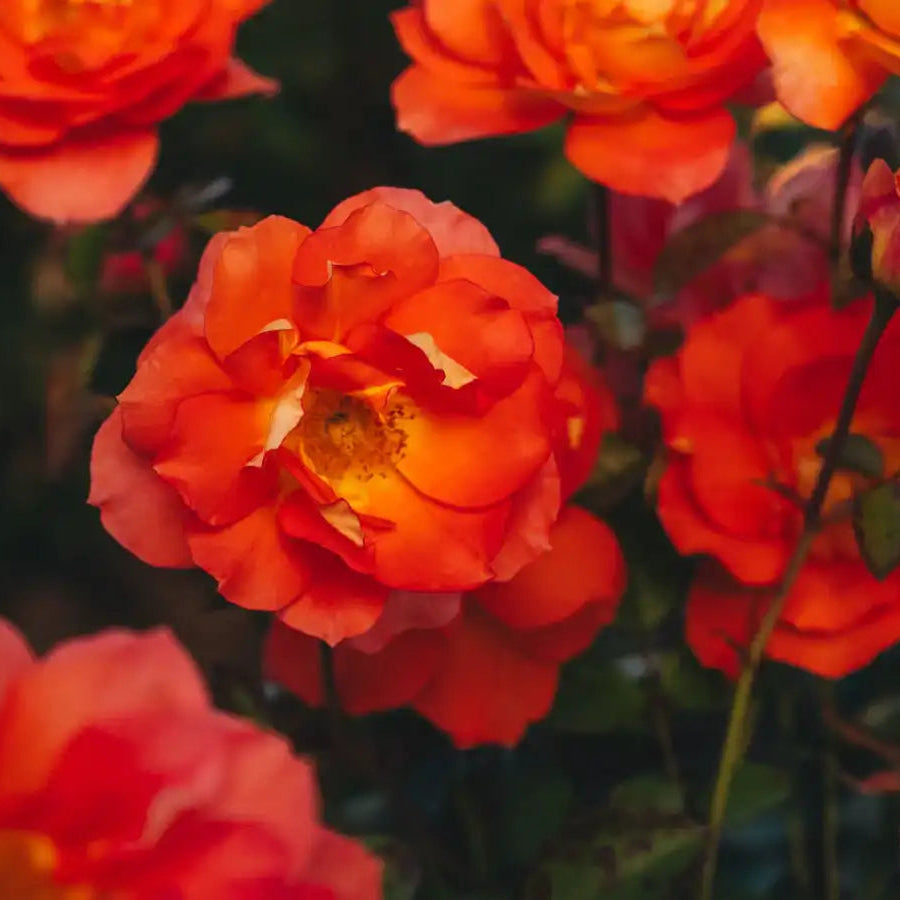 Rose - Orangerie