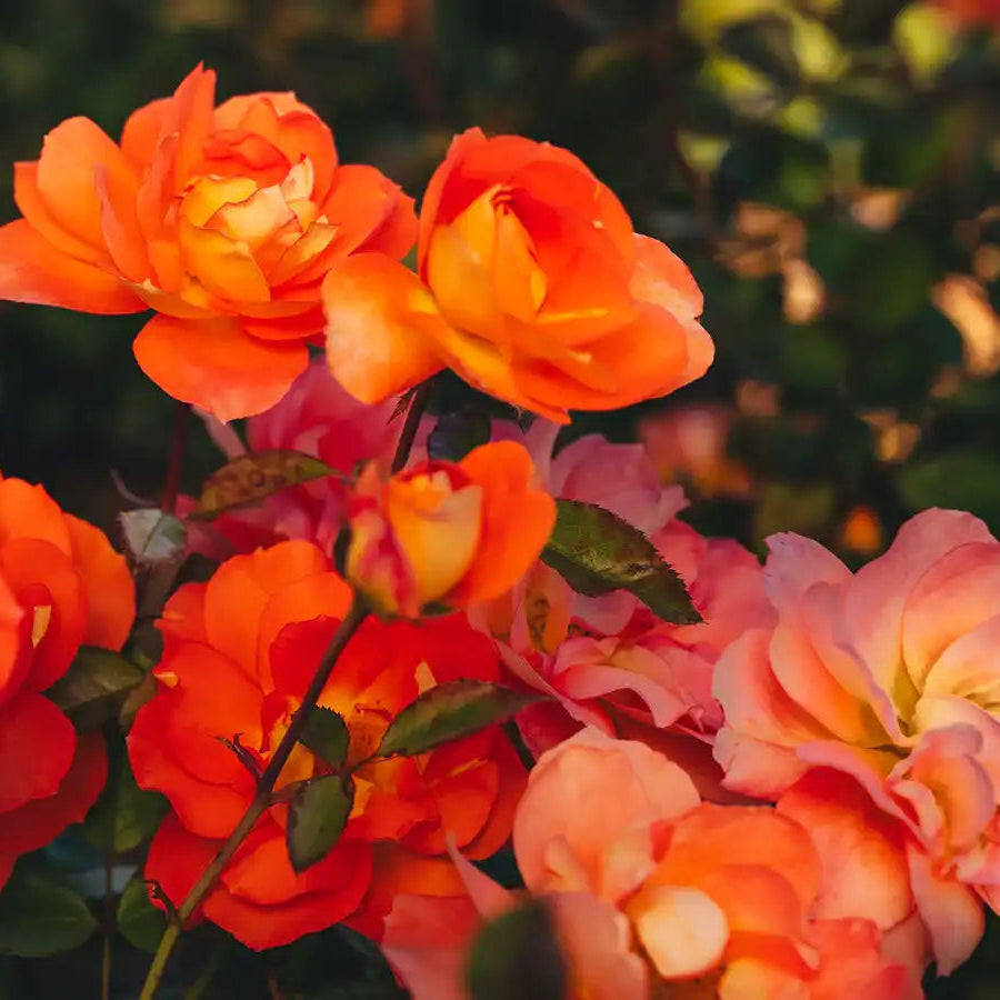 Rose - Orangerie