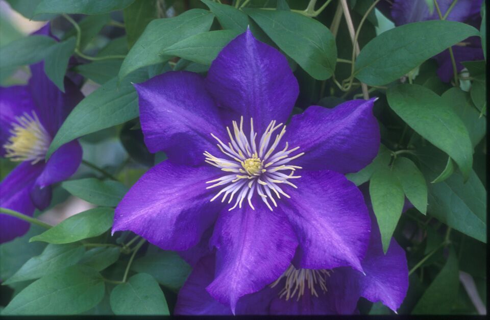Clematis - LADY BETTY BALFOUR
