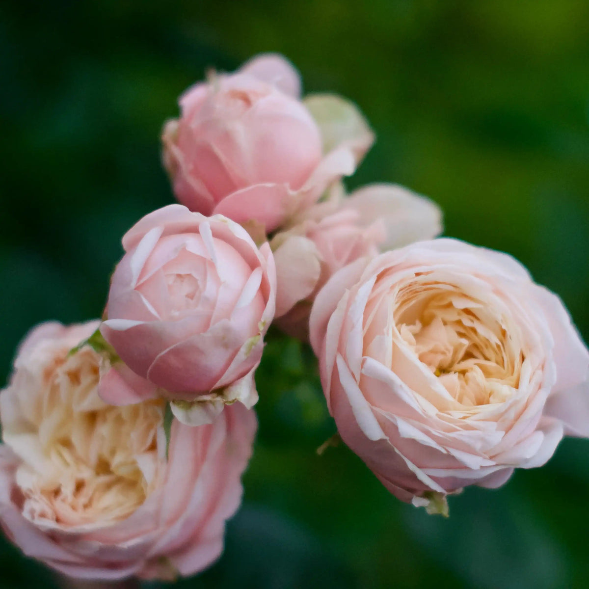 Rose - Lady Ella